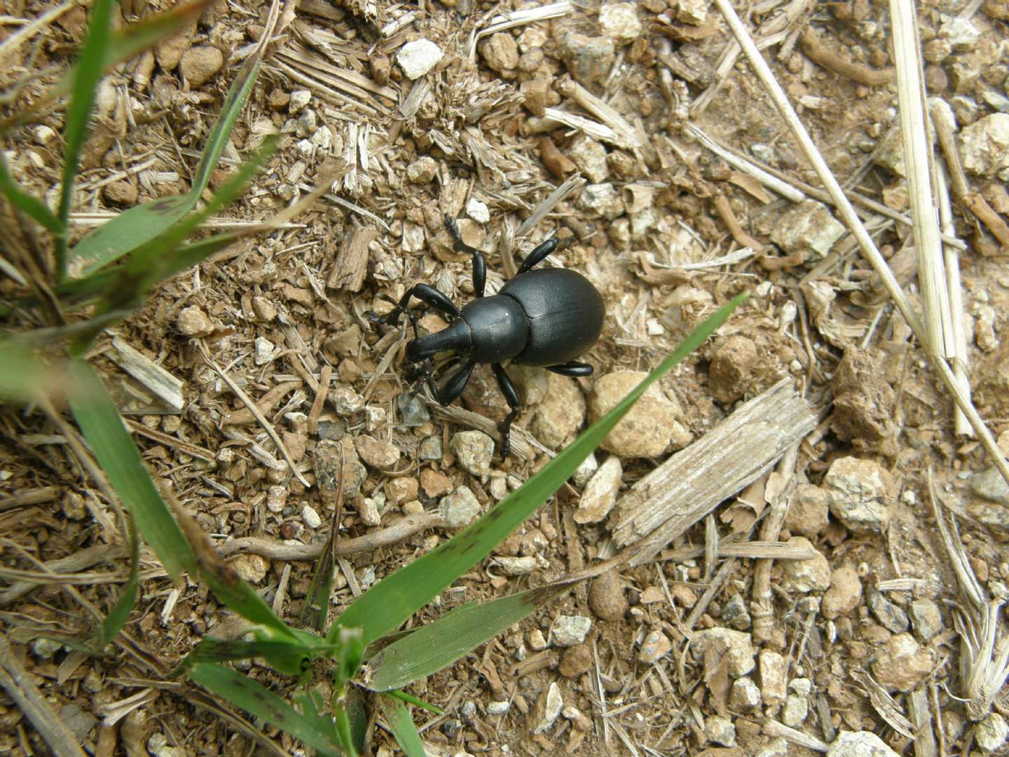 Curculione gigante: Liparus dirus?